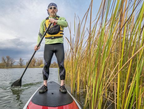 senior paddler in life jacket enjoying stand up paddling on lake, fall scenery with cattail in Fort Collins, Colorado