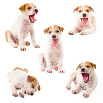 Puppy Dog collection showing tongue isolated on white background