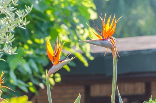 The flower belongs to the genus Strelitzia. It has resemblance to a bird of paradise.