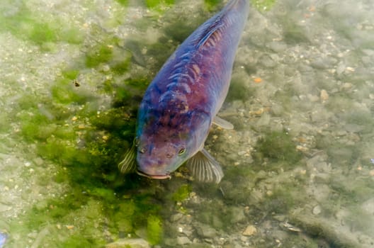 Carp, Koy, Koi Carp, fish in a pond with views of the green water.