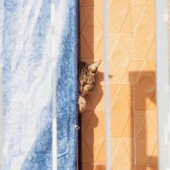 Cat hiding behind a blue tent, square image