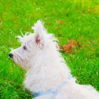 Wonderful West Highlands Terrier looking left, square image