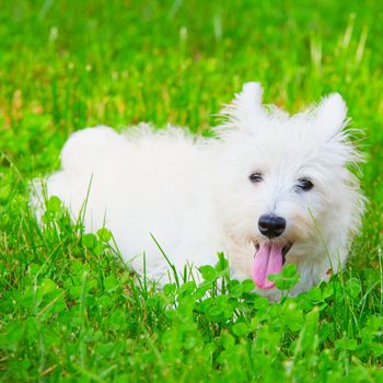 Wonderful West Highlands Terrier sitting on the ground, square image