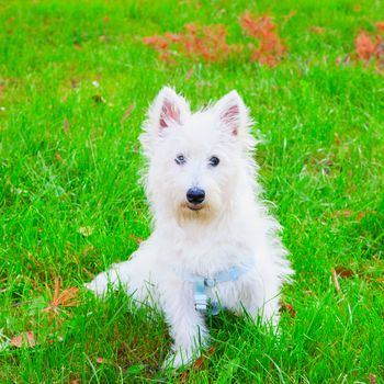 White West Highlands Terrier sitting on the grass