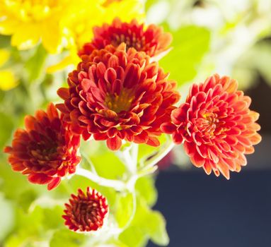 Red chrysantemums in a bunch, square image