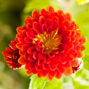 Red chrysantemum in close up, square image