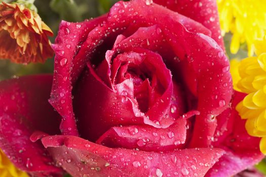 Red rose full of drops of water, close up