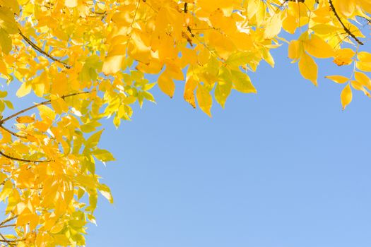 Indian summer - gold yellow autumn leaves over clear blue sky. Frame background with corner and free copyspace place for text.