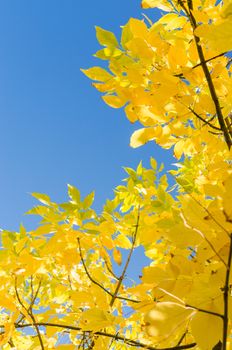 Autumn background with yellow foliage over blue sky. Vertical frame with free copyspace place for your text