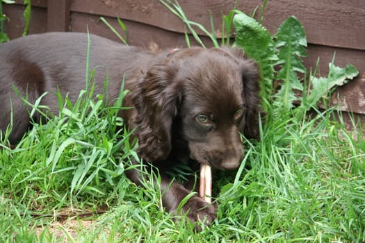 very cute small liver working cocker spaniel pet gundog