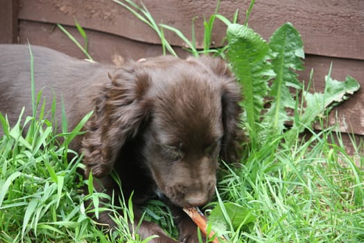 very cute small liver working cocker spaniel pet gundog