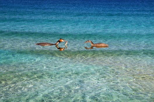 Two ducks in the bright blue water with fish in its beak.