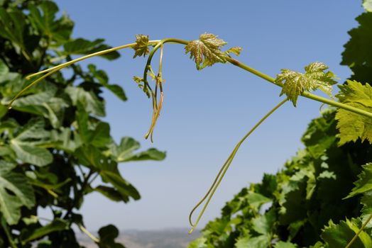 Young green grape Leaves on sky background