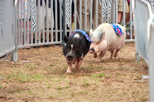 Hampton, GA, USA - September 27, 2014:  Two pigs race through a turn in one of several pig race competitions held at the Georgia State Fair in Hampton.