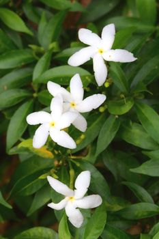 The flower name ervatamia are bloooming.