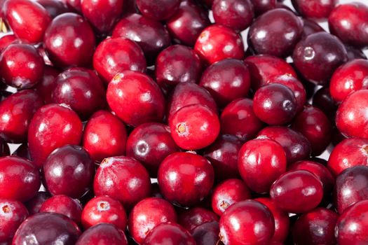 background of red fresh rawcranberry fruits  macro