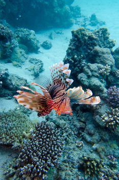 coral reef with lionfish above the bottom of tropical sea