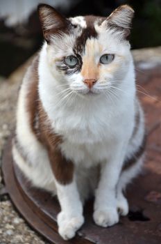 Close-up of a street cat wild cat domestic animal