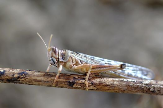 Photo shows grasshopper in the middle of grass.