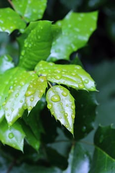 Photo shows details of water drops and green leafs in the garden.