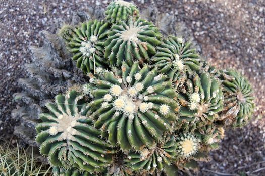 Photo of Beautiful Cactus in the Garden made in the late Summer time in Spain, 2013