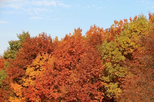 Photo of Autumn Colourful Leafs made in the late autumn.