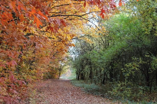 Photo of Autumn Colourful Leafs made in the late autumn.