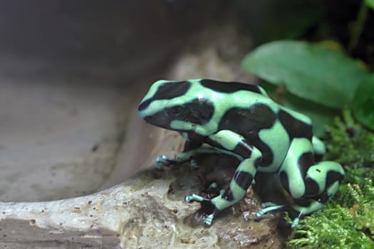 Photo shows a green frog in the middle of grass.