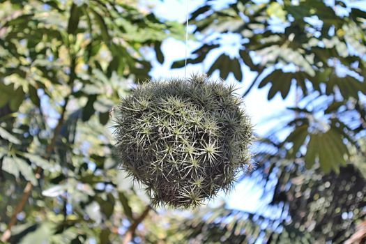 Photo of Spanish Flowers in the Parcs made in the late Summer time in Spain, 2013