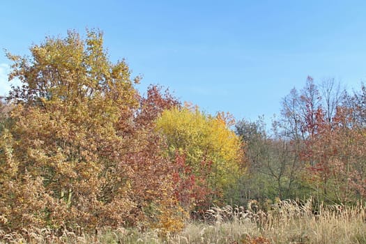 Photo of Autumn Colourful Leafs made in the late autumn.