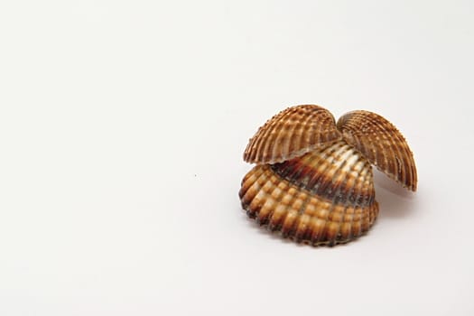 Photo of Seashell Object perfectly fits to various presentation purposes.