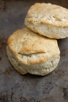 Rustic handmade biscuits sit on a metal pan after coming out of the oven.