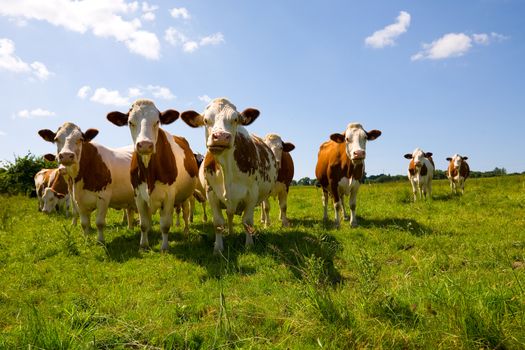 Montbeliarde cows in the pasture