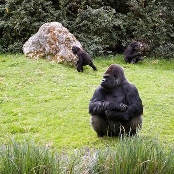 Gorilla sitting in the grass, caring the childs
