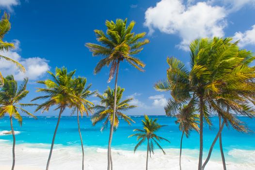 Bottom Bay is one of the most beautiful beaches on the Caribbean island of Barbados. It is a tropical paradise with palms hanging over turquoise sea