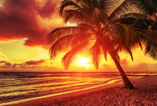 Beautiful sunset over the sea with a view at palms on the white beach on a Caribbean island of Barbados