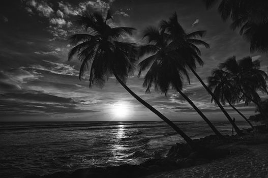 Beautiful sunset over the sea with a view at palms on the white beach on a Caribbean island of Barbados. Black and white