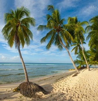 Palms on the white beach and a turquoise sea on a Caribbean island of Barbados