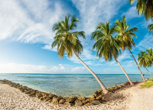 Palms on the white beach and a turquoise sea on a Caribbean island of Barbados. Panorama