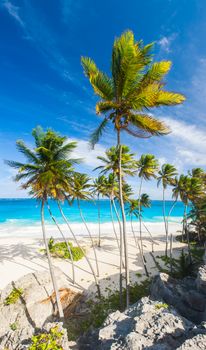 Bottom Bay is one of the most beautiful beaches on the Caribbean island of Barbados. It is a tropical paradise with palms hanging over turquoise sea. Wide vertical panoramic photo