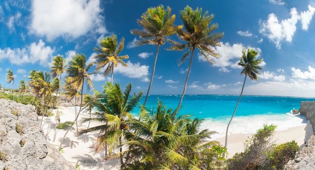 Bottom Bay is one of the most beautiful beaches on the Caribbean island of Barbados. It is a tropical paradise with palms hanging over turquoise sea. Wide panoramic photo