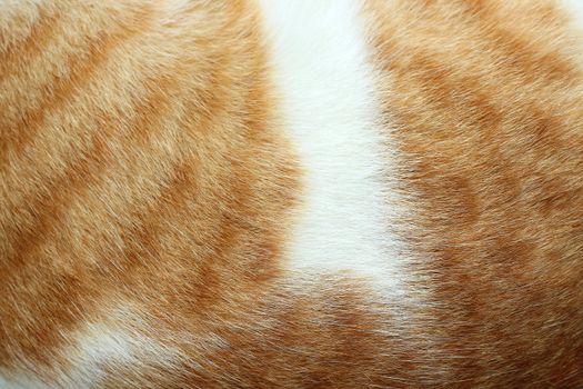 Close-up of cat fur brown fur and white for background or texture.