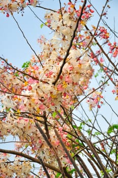 Bakeriana, Pink shower blossom, Cassia javanica, Wishing tree, cassia bakeriana craib or flowering pink sakura of Thailand.