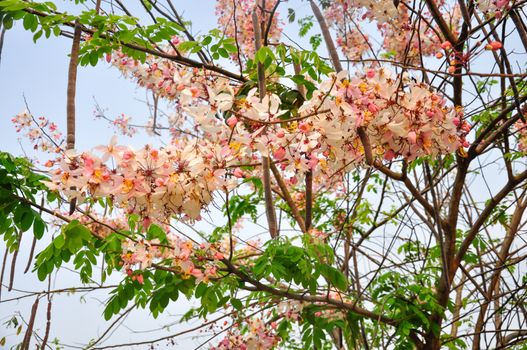 Bakeriana, Pink shower blossom, Cassia javanica, Wishing tree, cassia bakeriana craib or flowering pink sakura of Thailand.