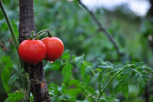 Two red and wet tomatoes in garden