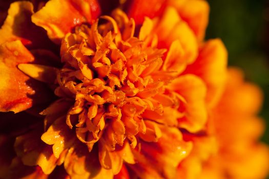 single tagetes flower with dewdrops macro