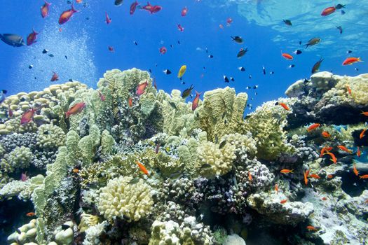 colorful coral reef with fire corals and fishes anthias at the bottom of tropical sea on blue water background