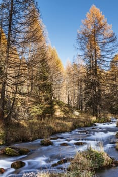 Devero Alp, river in the forest of larch, autumn season - Piedmont, Italy