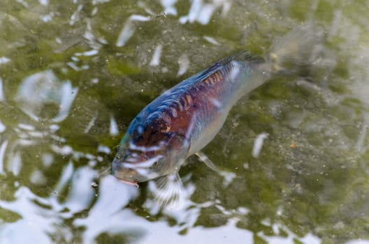 Carp, Koy, Koi Carp, fish in a pond with views of the green water.