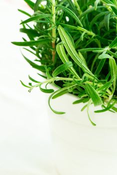 Fresh rosemary in a white pot on white background